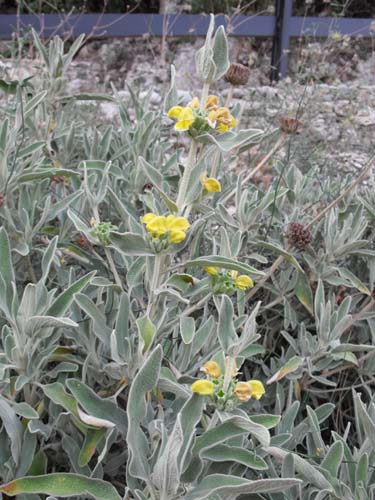 Phlomis fruticosa / Salvione Giallo